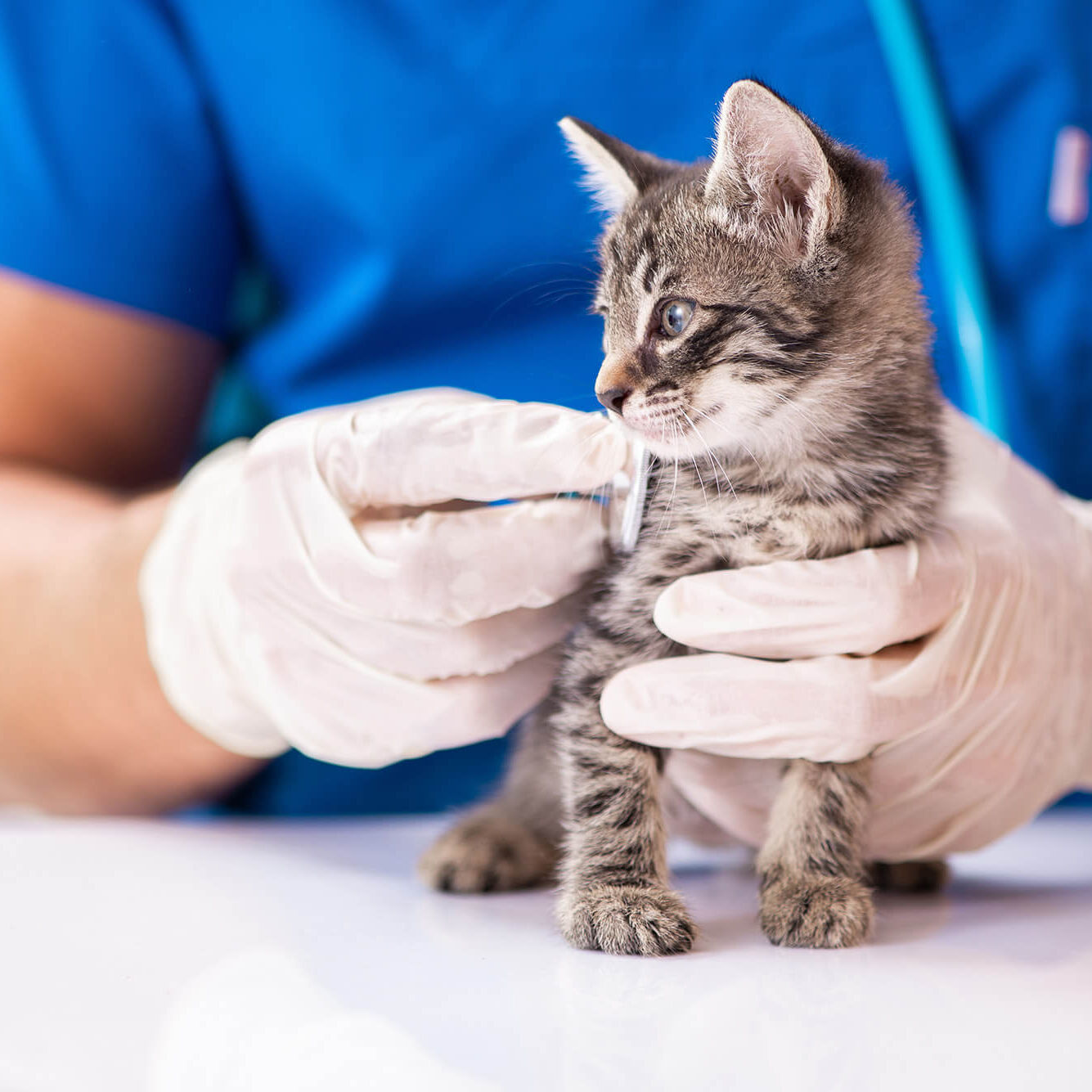 Vet doctor examining kittens in animal hospital