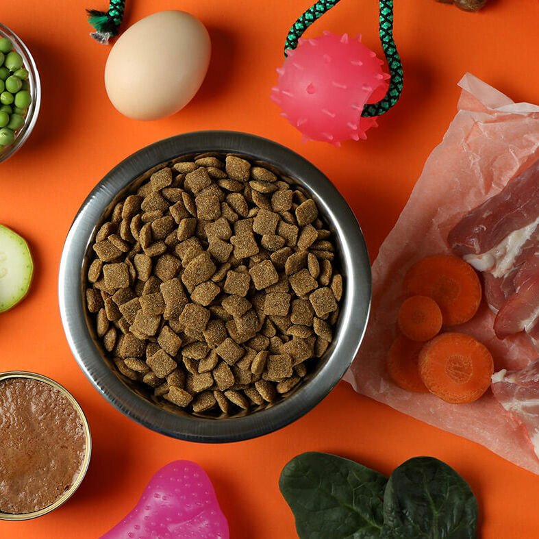 Concept of organic pet food on orange background